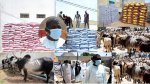Magal 2020 : Adiya de Omar Sow 160 boeufs, 30 tonnes de riz au Khalif Général des Mourides